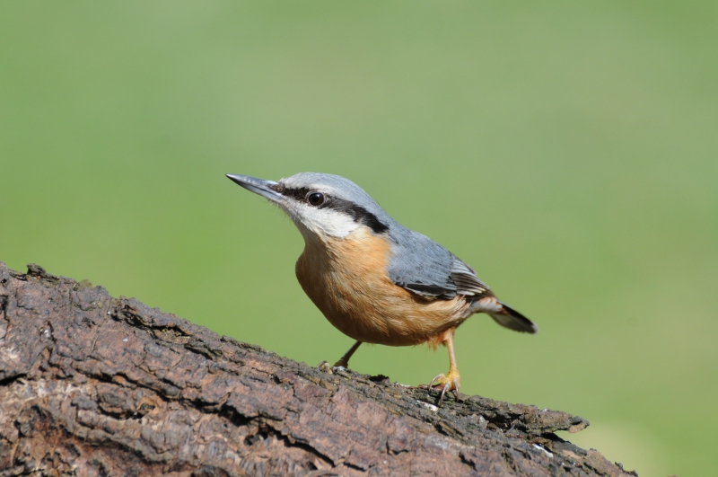 Photo Oiseaux Sittelle torchepot (Sitta europaea)