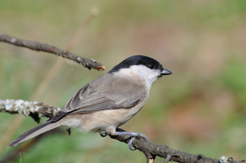 Photo Oiseaux Mésange nonnette (Poecile palustris)