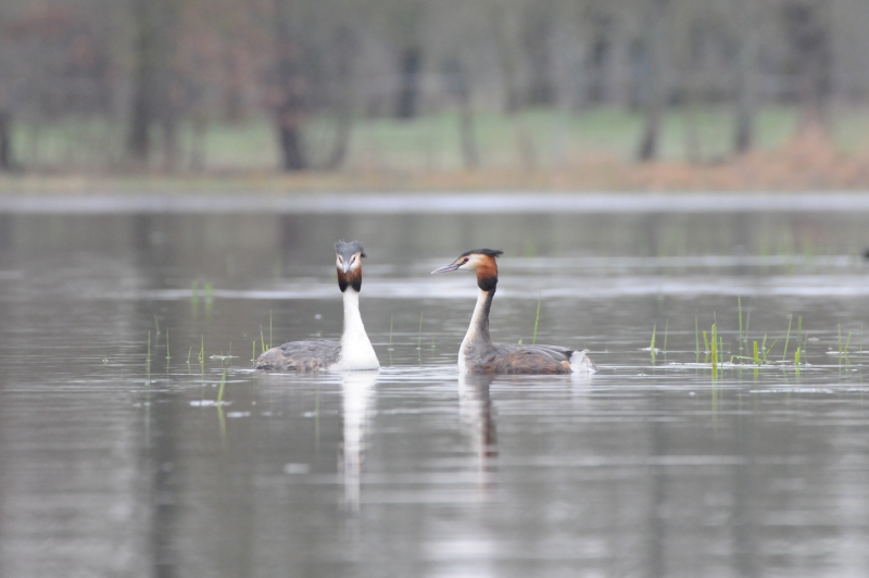 Photo Oiseaux Grèbe huppé (Podiceps cristatus)