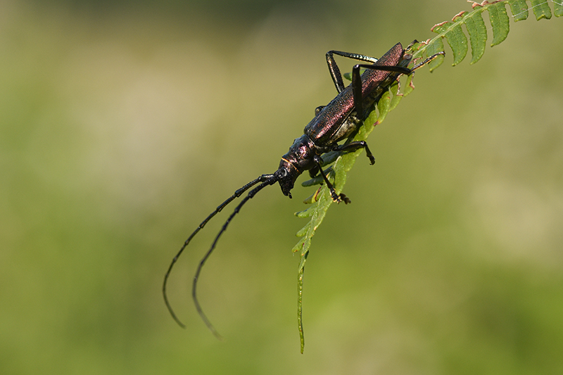 Photo Insectes Aromie musquée (Aromia moschata)