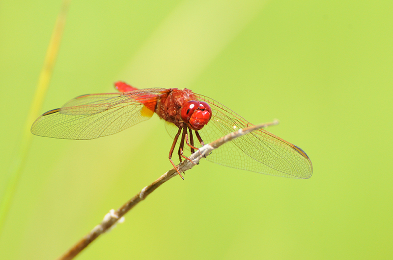 Photo Insectes Crocothémis écarlate (Crocothemis erythraea)