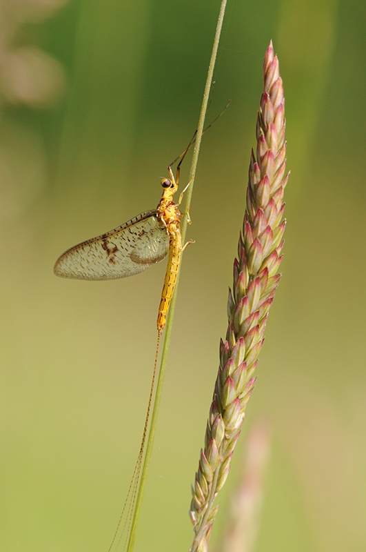 Photo Insectes Éphémère SP