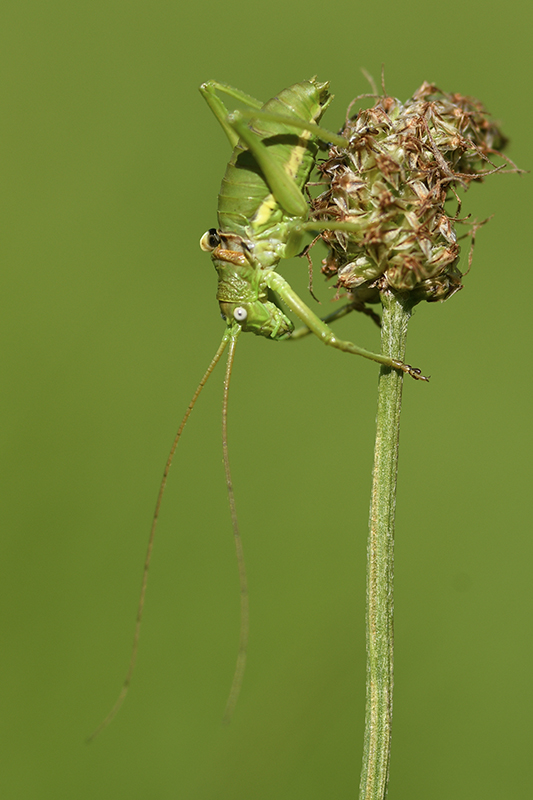 Photo Insectes Éphippigère carénée (Uromenus rugosicollis)