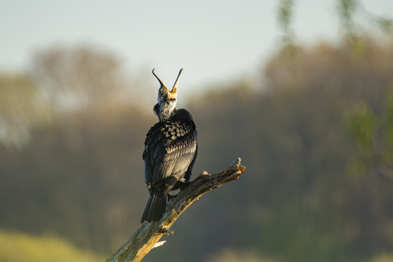 Photo Oiseaux Grand cormoran (Phalacrocorax carbo)