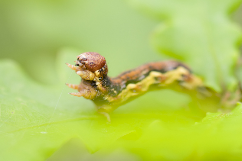 Photo Insectes Hibernie défeuillante (Erannis defoliaria)