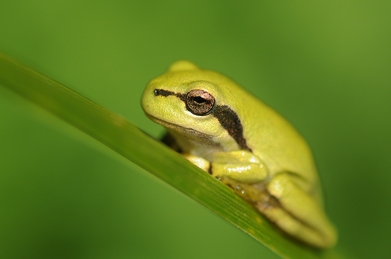 Photo Amphibiens Rainette verte (Hyla arborea)