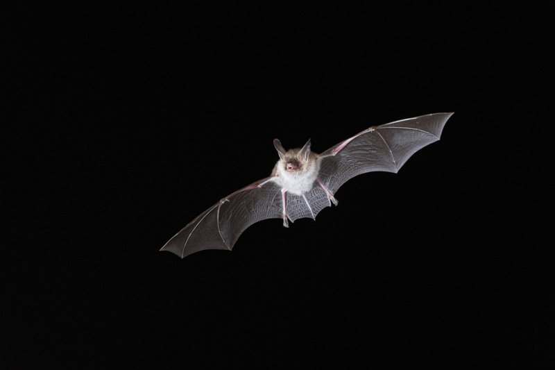 Photo Mammifères Murin de Bechstein (Myotis bechsteinii)