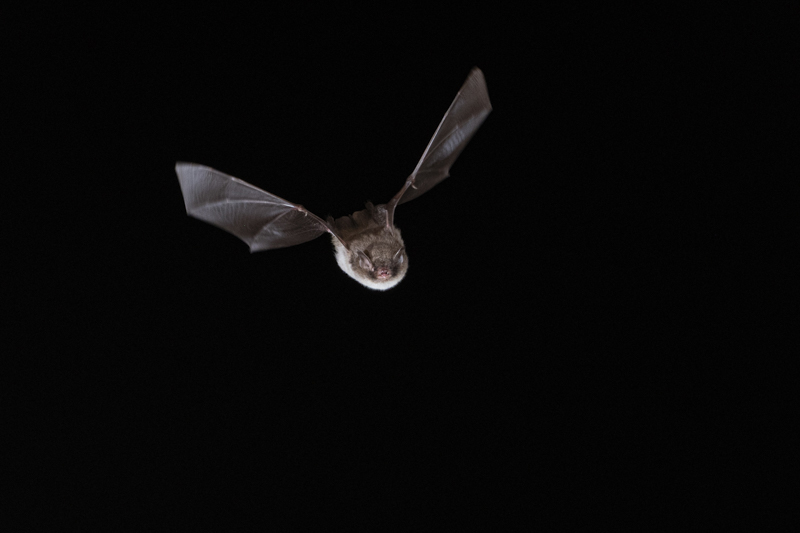 Photo Mammifères Murin de Daubenton (Myotis daubentonii)