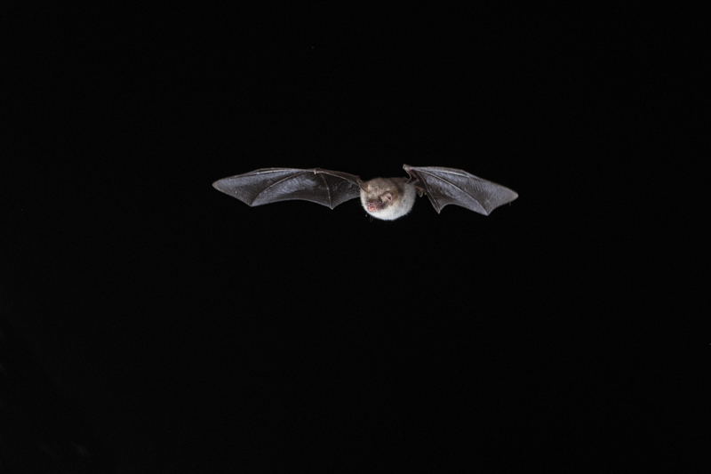 Photo Mammifères Murin de Natterer (Myotis nattereri)