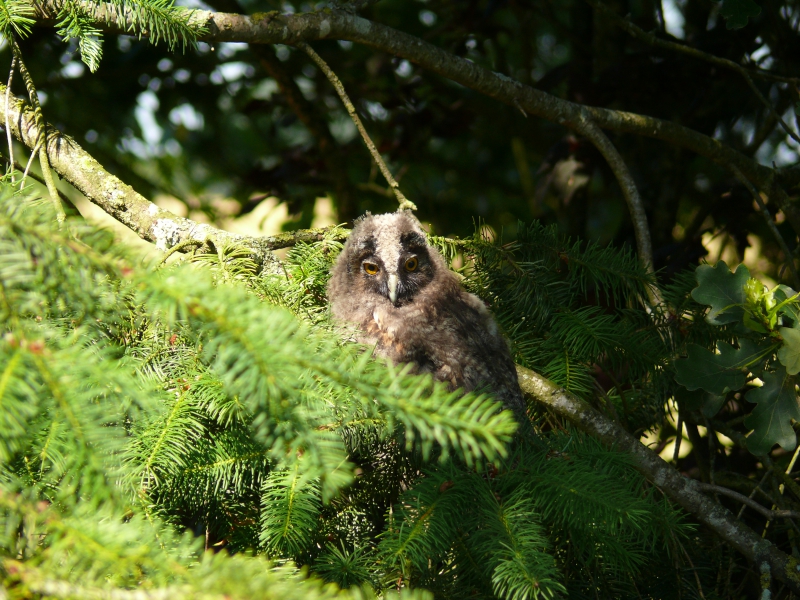 Photo Oiseaux Hibou moyen-duc (Asio otus), Jeune