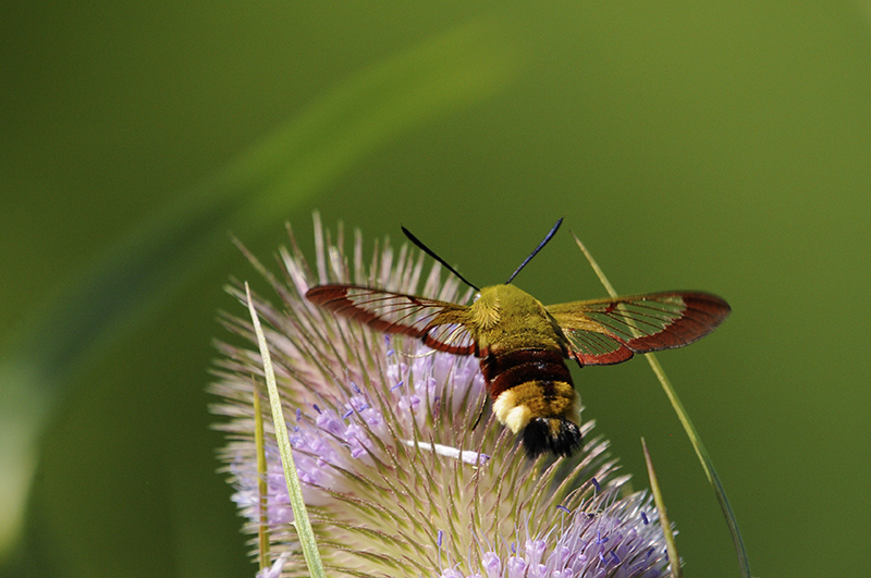 Photo Insectes Sphinx gazé (Hemaris fuciformis)