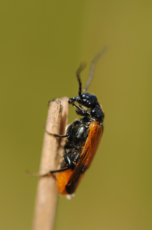 Photo Insectes Stenoria analis