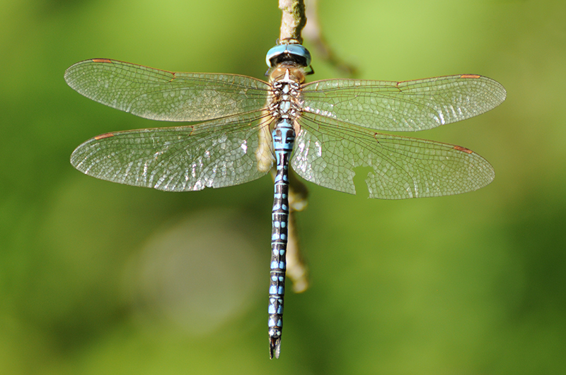 Photo Insectes Aeschne affine (Aeschna affinis)