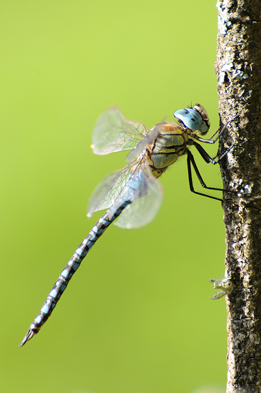 Photo Insectes Aeschne affine (Aeschna affinis)