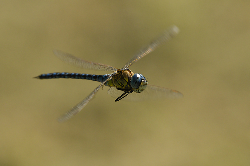 Photo Insectes Aeschne affine (Aeschna affinis)