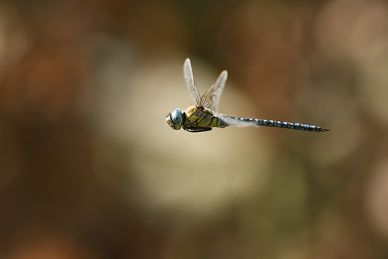 Photo Insectes Aeschne affine (Aeschna affinis)