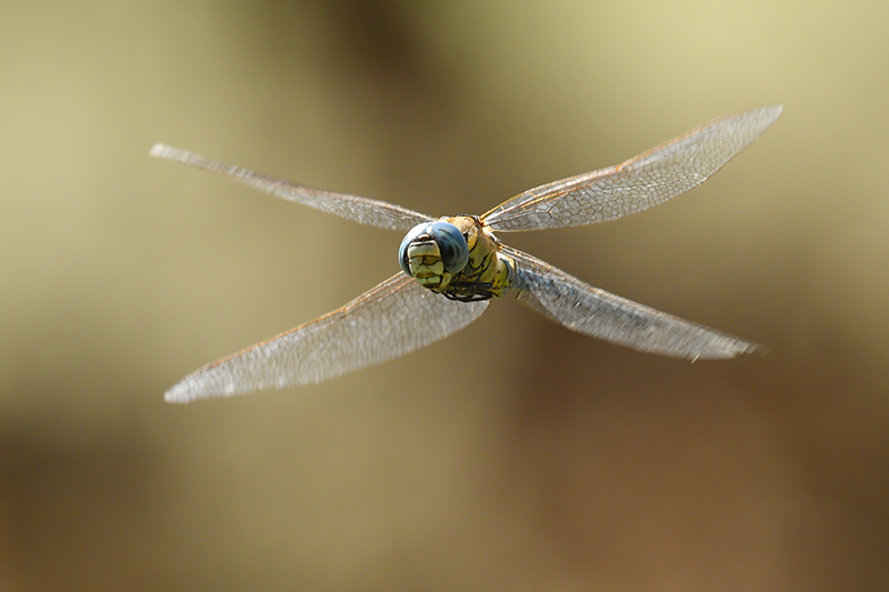 Photo Insectes Aeschne affine (Aeschna affinis)