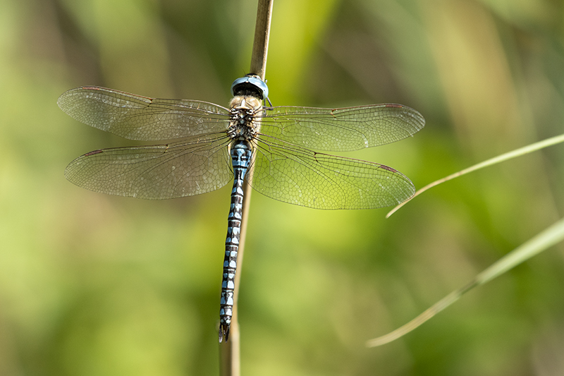 Photo Insectes Aeschne affine (Aeschna affinis)