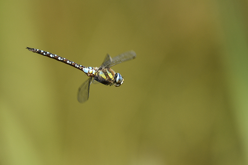 Photo Insectes Aeschne mixte (Aeschna mixta)