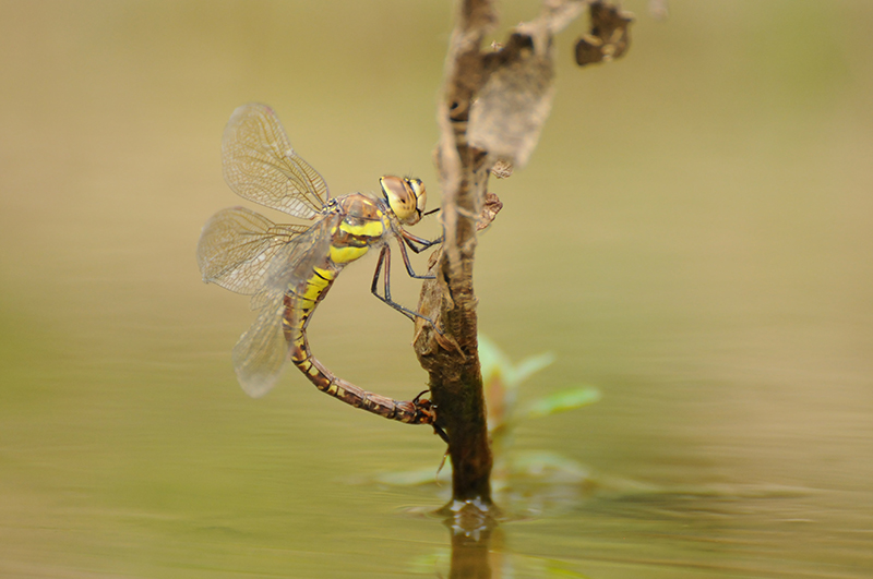 Photo Insectes Aeschne mixte (Aeschna mixta)