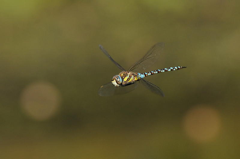 Photo Insectes Aeschne mixte (Aeschna mixta)