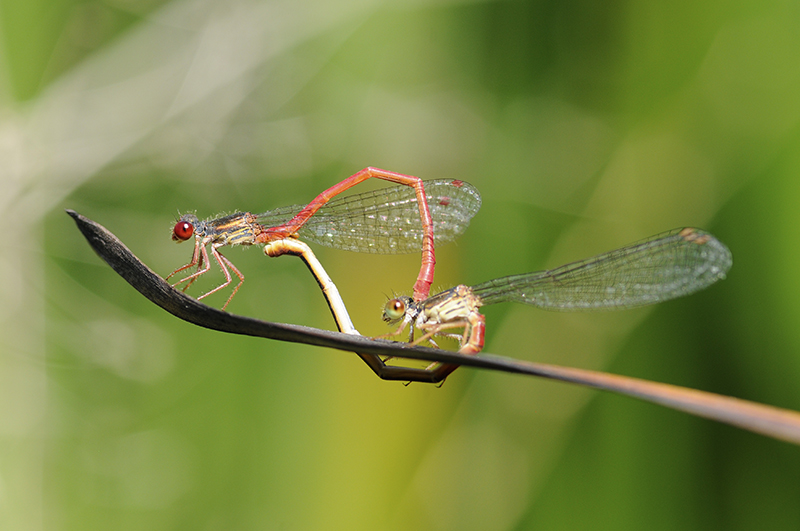 Photo Insectes Agrion délicat (Ceriagrion tenellum)