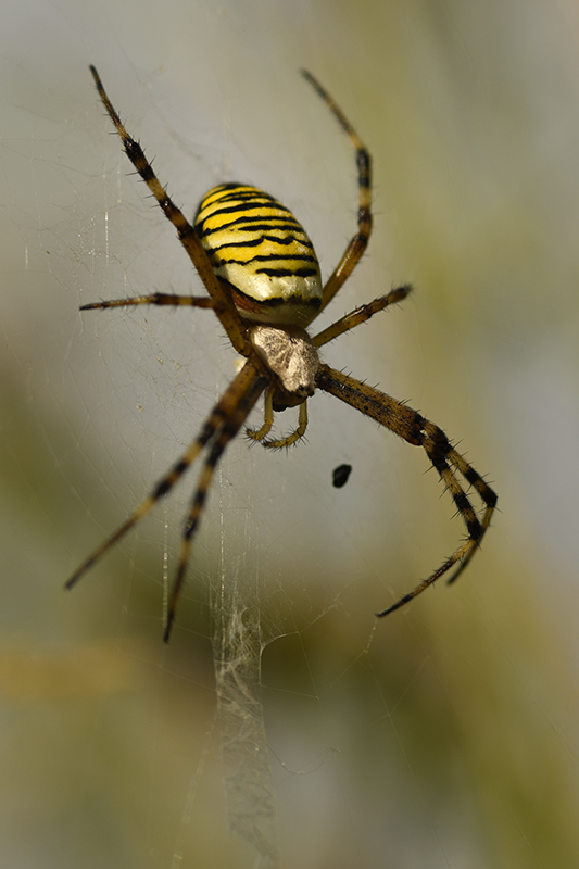 Photo Araignées Argiope frelon (Argiope bruennichi)