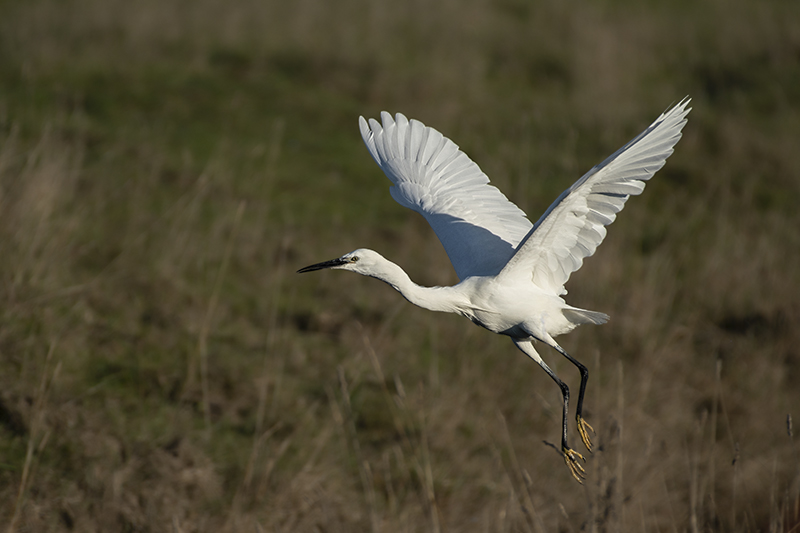 Photo Oiseaux Aigrette garzette (Egretta garzetta)