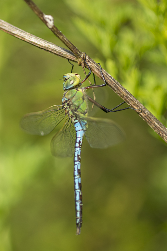 Photo Insectes Anax empereur (Anax imperator)