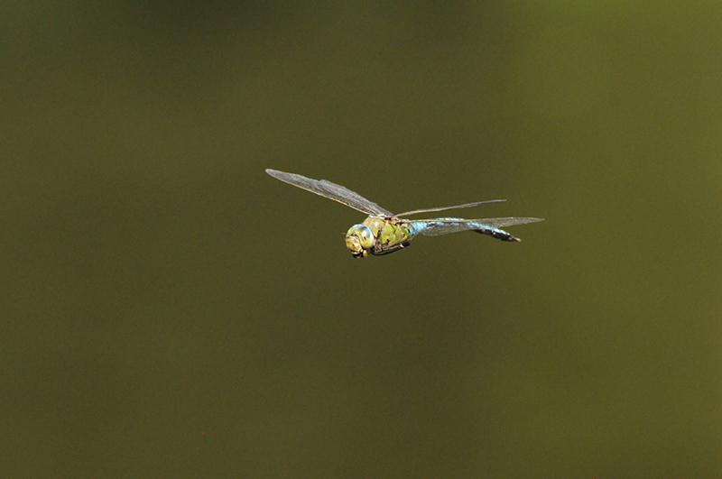 Photo Insectes Anax empereur (Anax imperator)