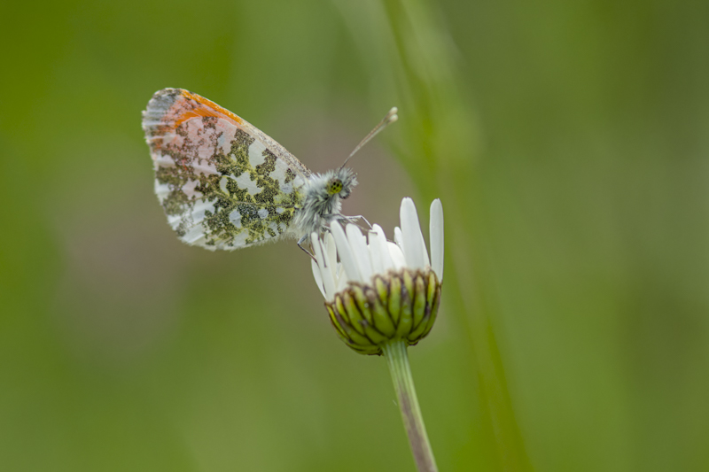 Photo Insectes Aurore (anthocaris cardamines) 