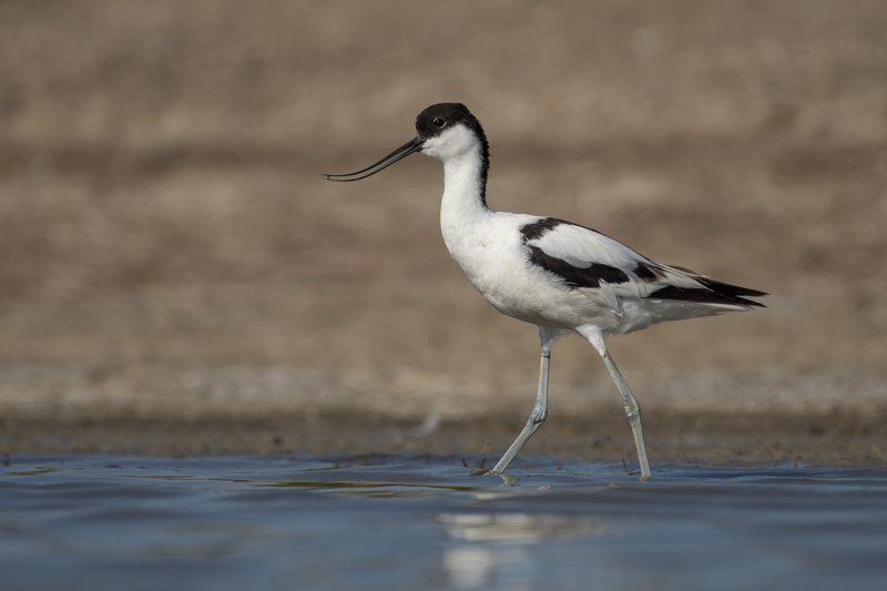 Photo Oiseaux avocette elegante (Recurvirostra avosetta)