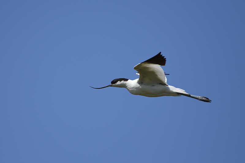 Photo Oiseaux avocette elegante (Recurvirostra avosetta)