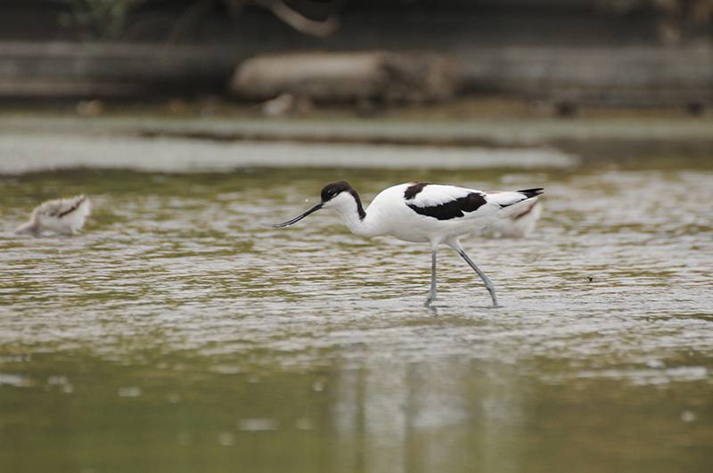 Photo Oiseaux avocette elegante (Recurvirostra avosetta)