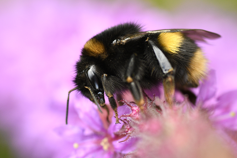 Photo Insectes bourdon terrestre (Bombus terrestris)