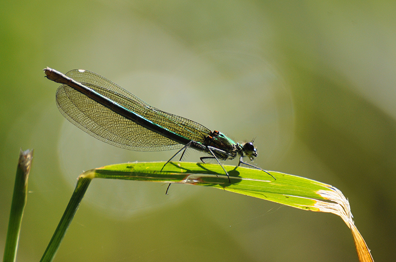 Photo Insectes Caloptéryx éclatant (Calopteryx splendens)