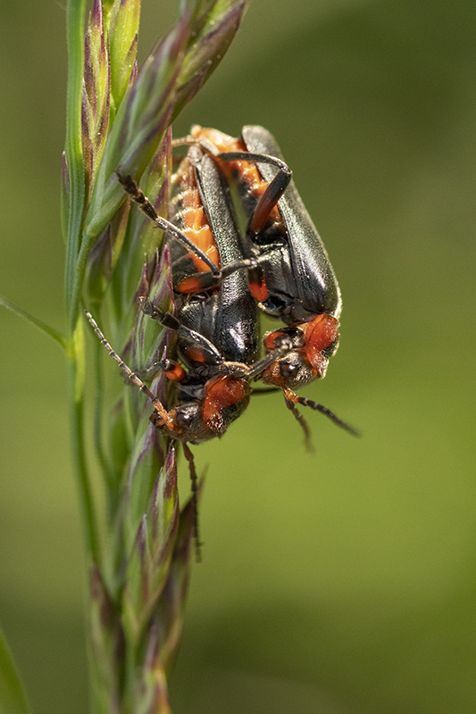 Photo Insectes Cantharide rustique (Cantharis rustica)