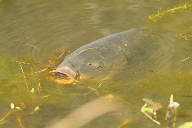 Photo Poissons Carpe miroir (Cyprinus carpio carpio)