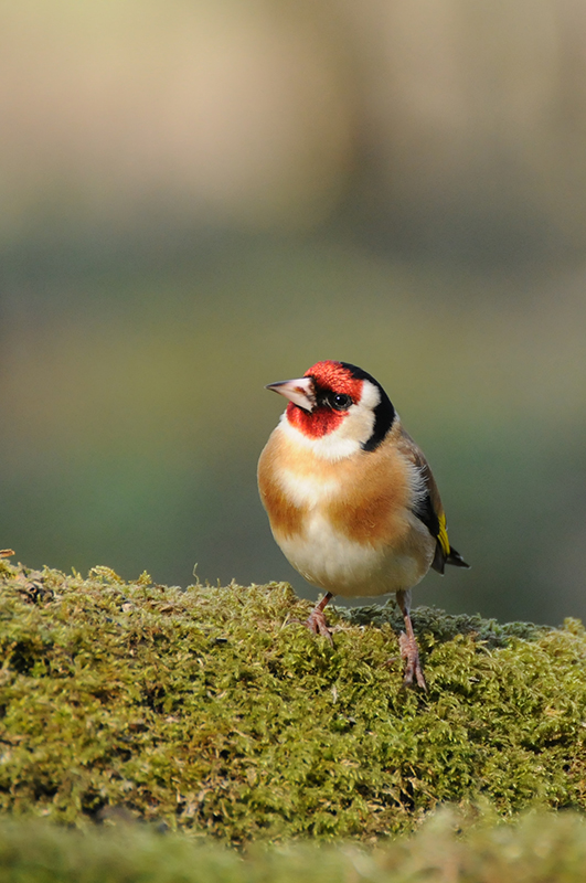 Photo Oiseaux Chardonneret élégant (Carduelis carduelis)