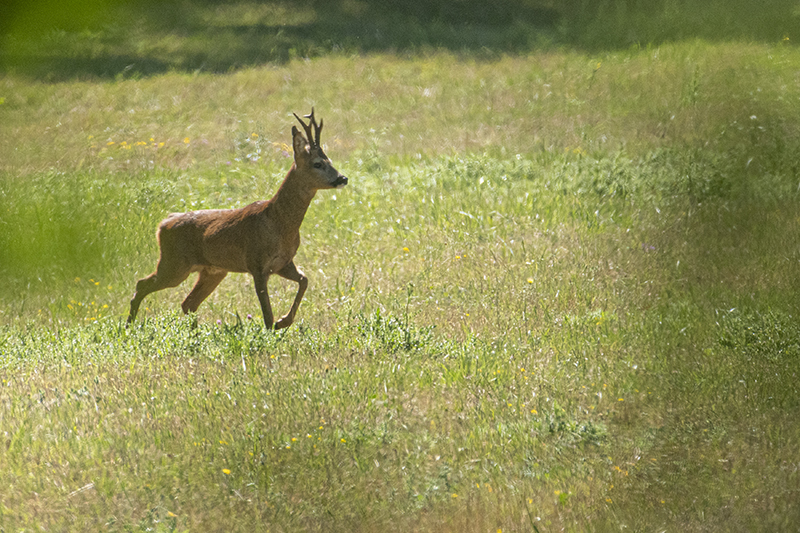 Photo Mammifères Chevreuil (Capreolus capreolus)