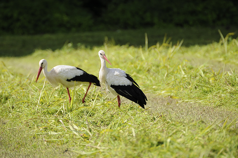 Photo Oiseaux Cigogne blanche (Ciconia ciconia)