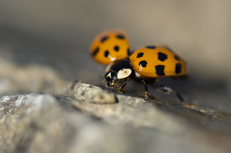 Photo Insectes Coccinelle asiatique (Harmonia axyridis)