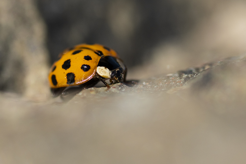 Photo Insectes Coccinelle asiatique (Harmonia axyridis)