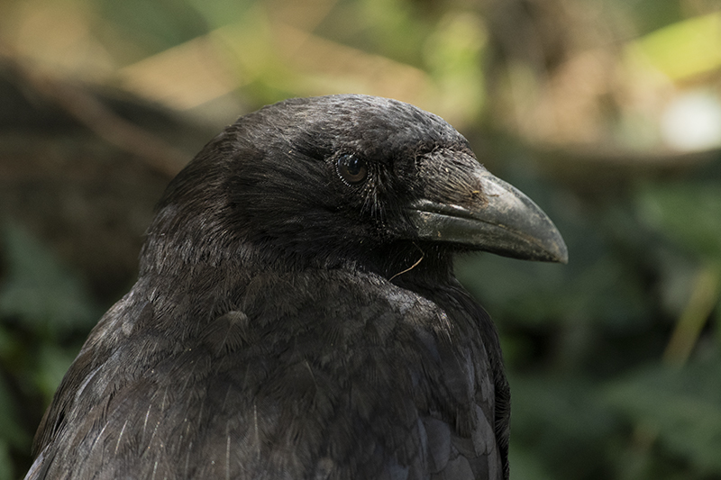 Photo Oiseaux Corneille noire (Corvus corone)