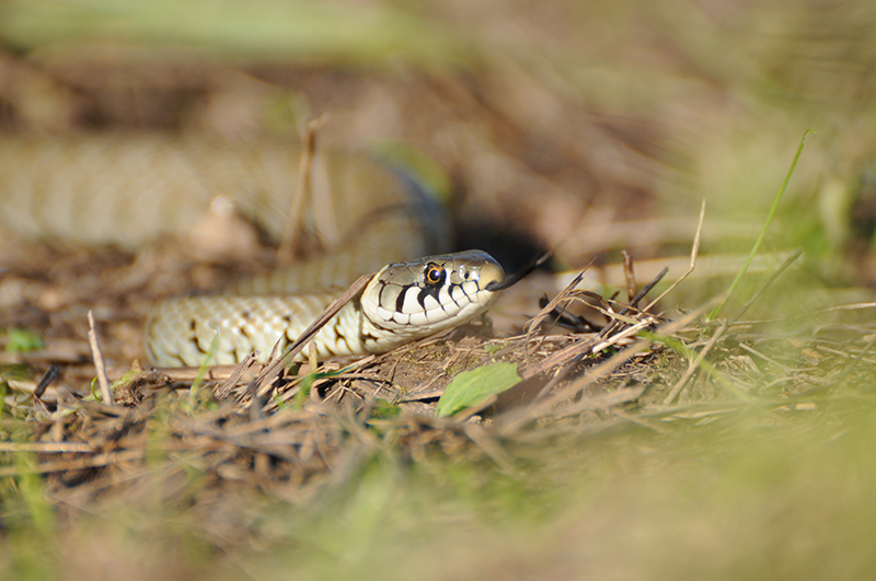 Photo Reptiles Couleuvre à collier (Natrix natrix)