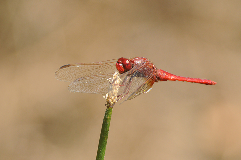 crocothemis-erythraea-libellule-ecarlate.jpg Libellule écarlate (Crocothemis erythraea)