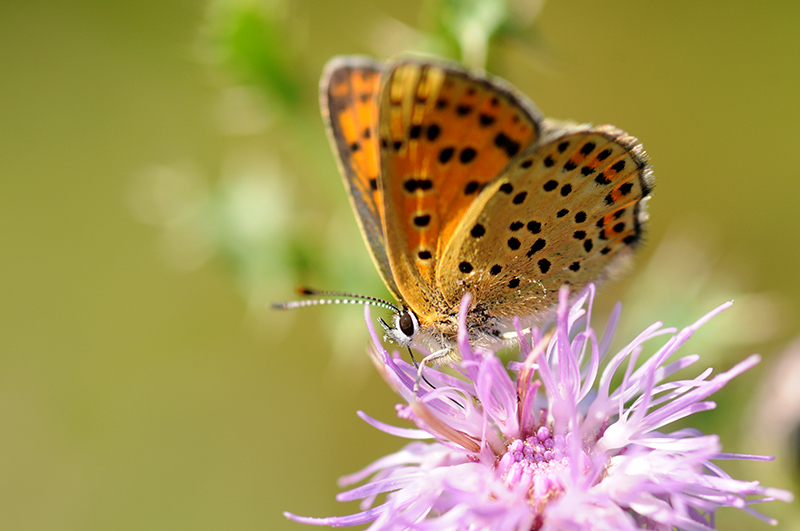 Photo Insectes Cuivré fuligineux (Lycaena tityrus)