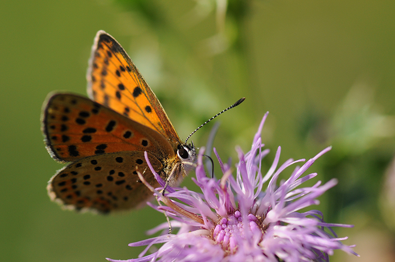 Photo Insectes Cuivré fuligineux (Lycaena tityrus)