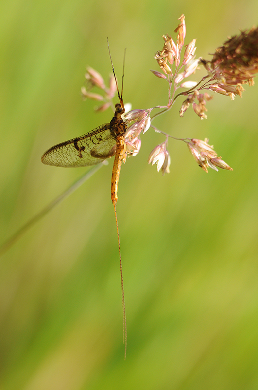 Photo Insectes Éphémère SP