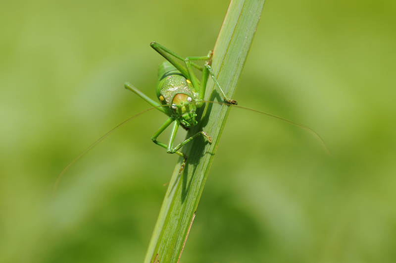 Photo Insectes Éphippigère carénée (Uromenus rugosicollis)